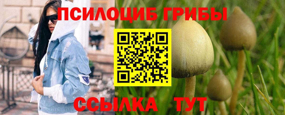 Галлюциногенные грибы Psilocybe  Сердобск 